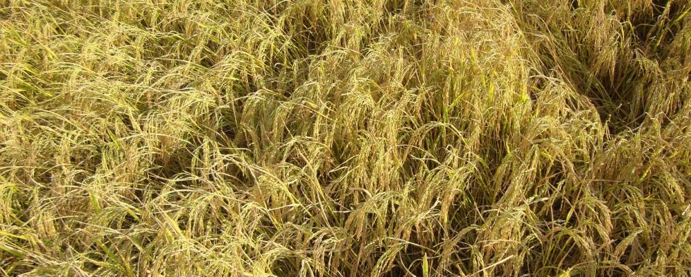 
            Фотография Трала