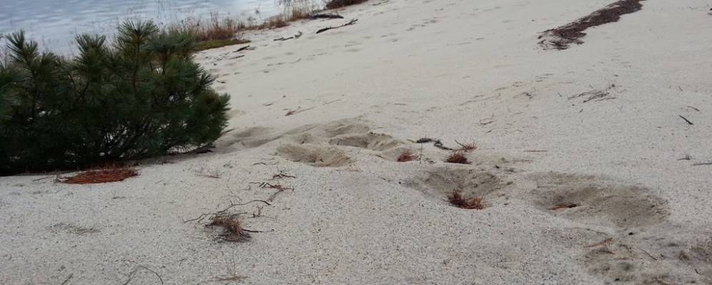 
            Фотография Береговых Лангров