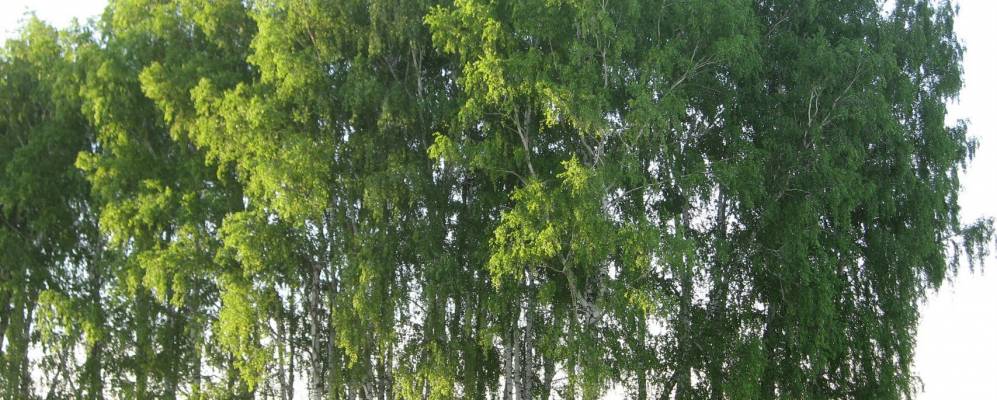 
            Фотография Даниловки