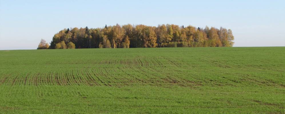 
            Фотография Малой Мушки