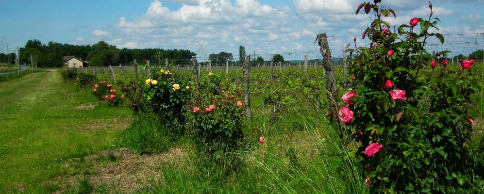 
            Фотография Сен-Лоран-де-Винь