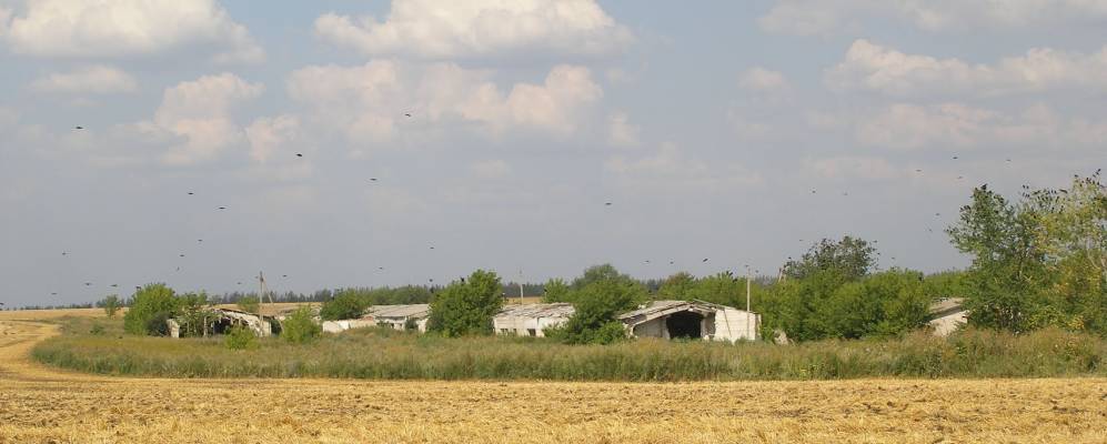 Фотография Малиновки