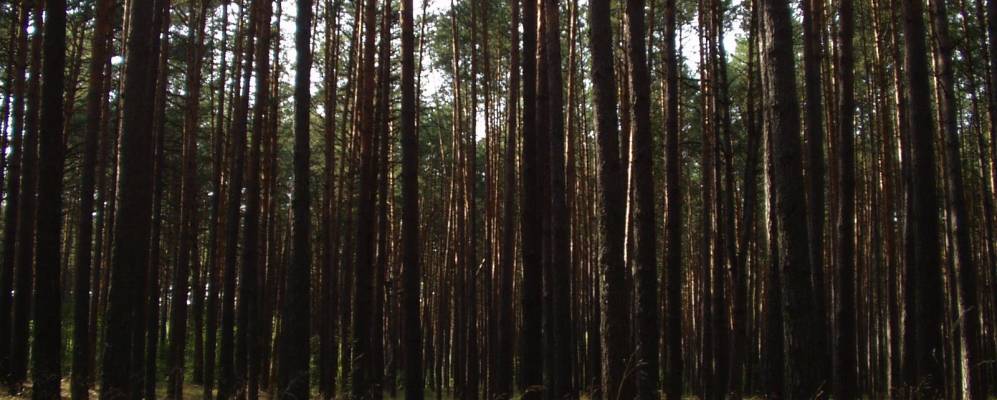 
            Фотография Бегача