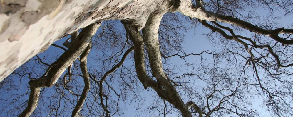 
            Фотография Мирибеля