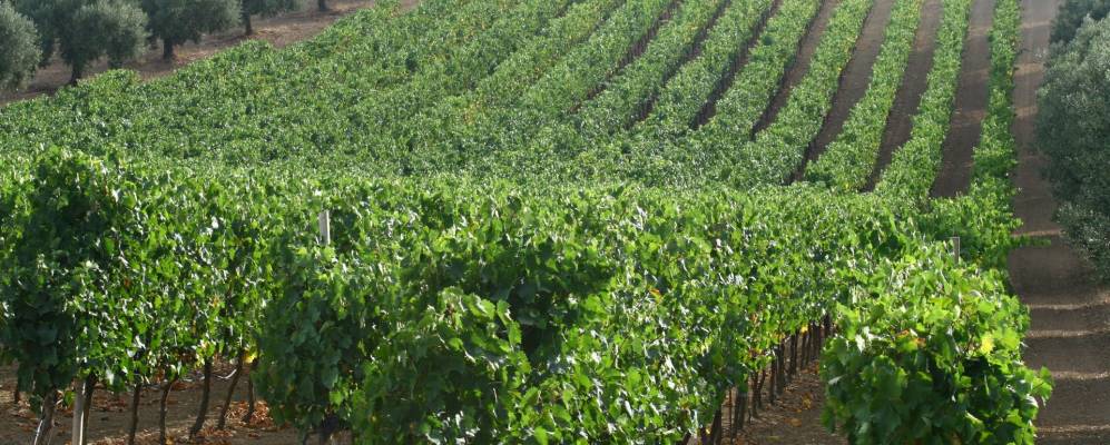 
            Фотография Обидуша