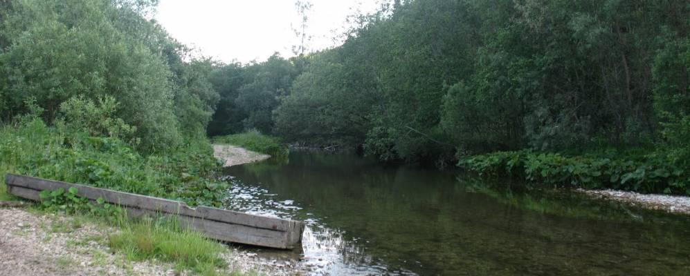 
            Фотография Круша