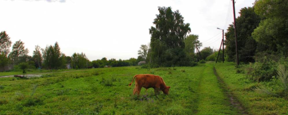 Фотография Орлянки