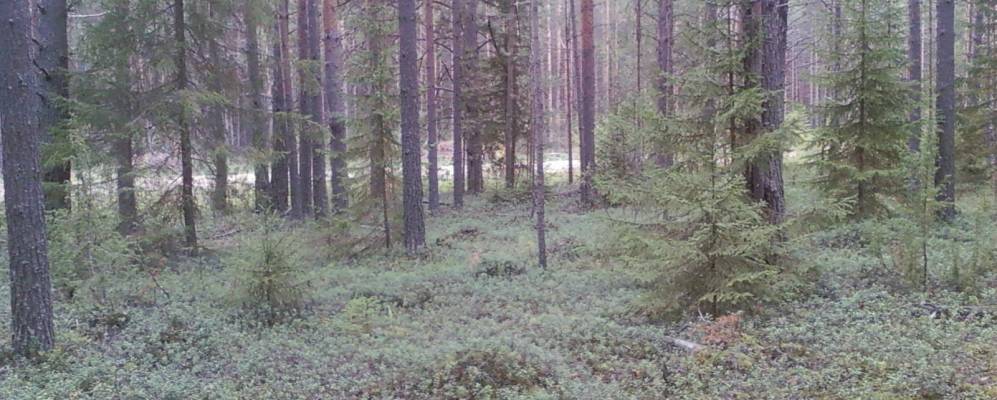 
            Фотография Старого Завражья