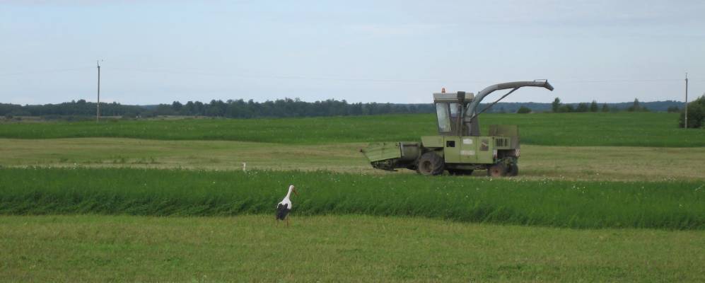 
            Фотография Несужа