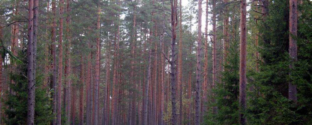 
            Фотография деревни Большие Дорки