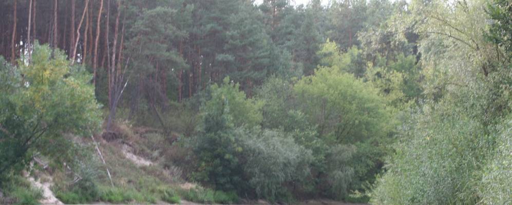 
            Фотография Сытники