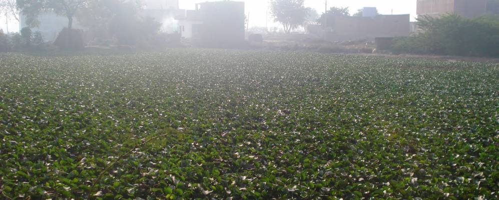 
            Фотография Раджакэры