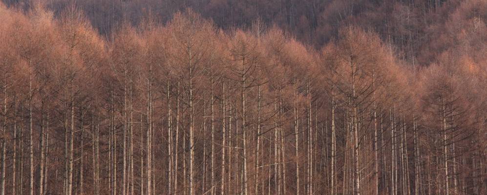 Фотография Tokura