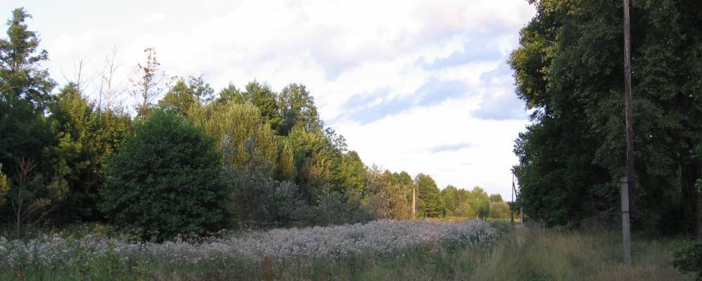 
            Фотография Ракужи