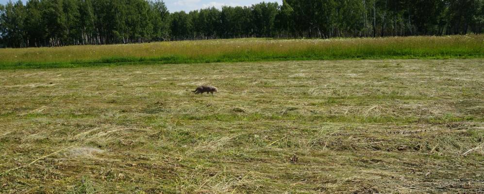 
            Фотография Пайвино
