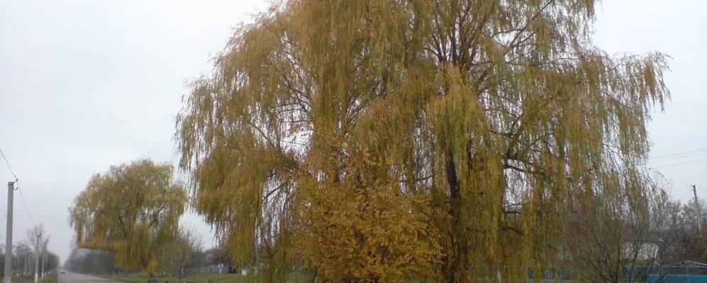 
            Фотография Андрияшевки