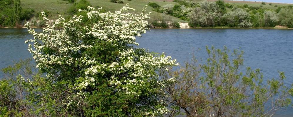 
            Фотография Новокаиры