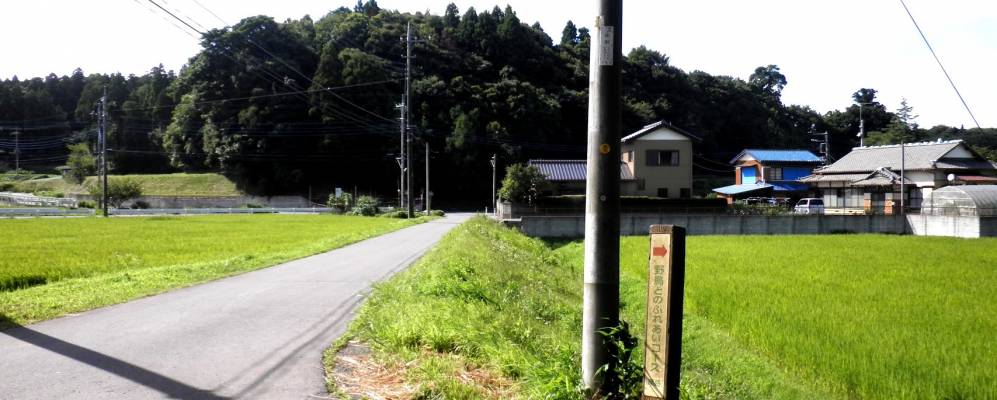 
            Фотография Катори