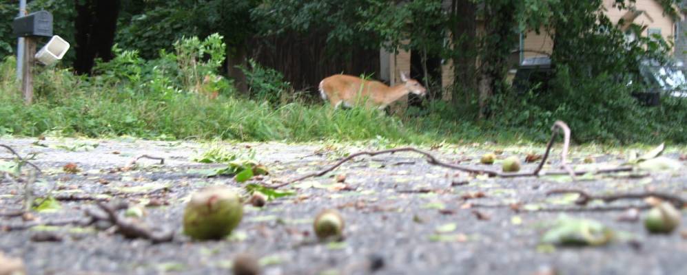 
            Фотография Хопатконг Хиллс
