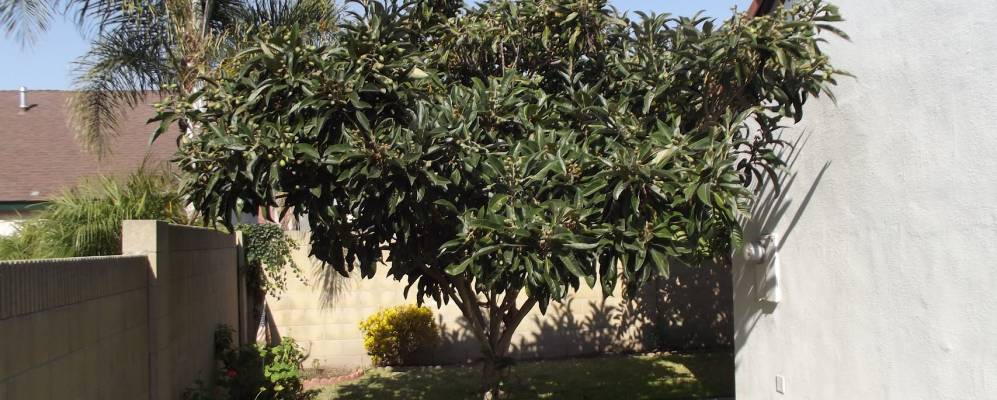 
            Фотография Сирритоса