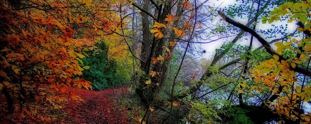 
            Фотография Пойнтона