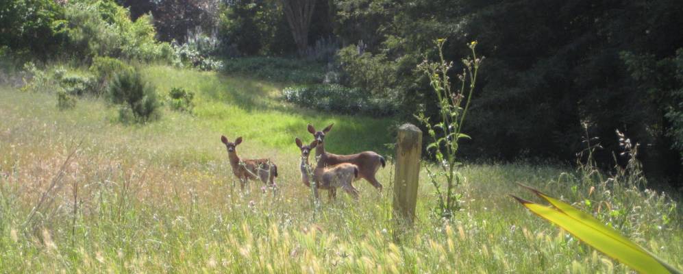 
            Фотография Строуберри