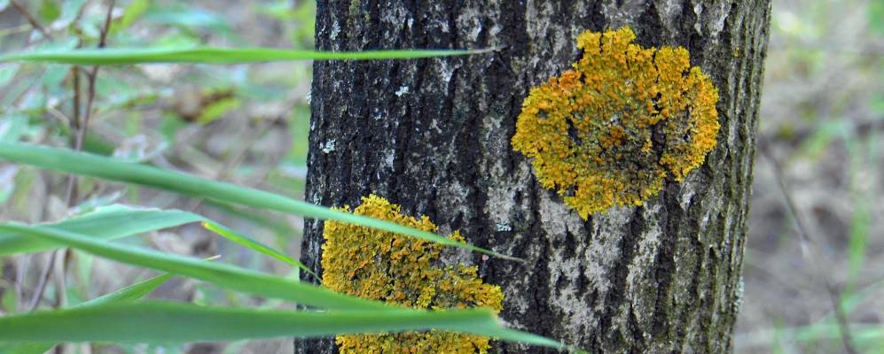 
            Фотография Цибульковки