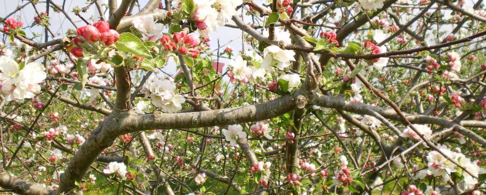 
            Фотография Льянеры