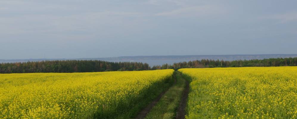 
            Фотография Липок