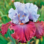 Фото пользователя Elenafirefly