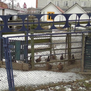 Фотография достопримечательности Мини-зоопарк