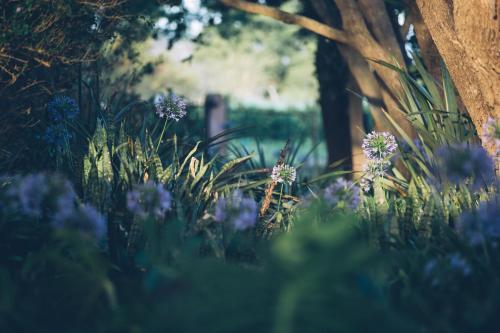 Фотография гостевого дома Casa Mia Health Spa and Guesthouse