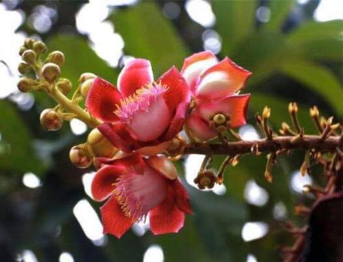 Фотография гостиницы Raing Phnom Bungalow