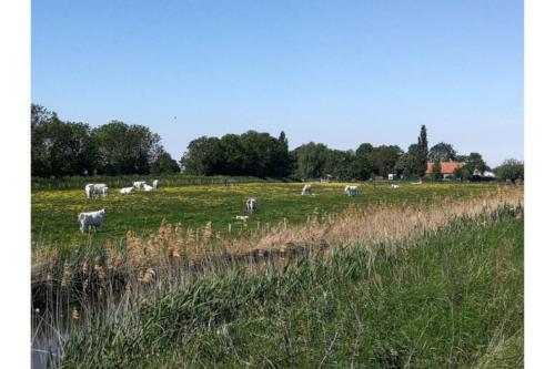 Фотографии гостевого дома 
            Woonboerderij Scherpbier