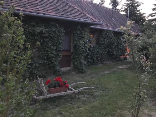 Фотография гостевого дома Vadszőlős Porta