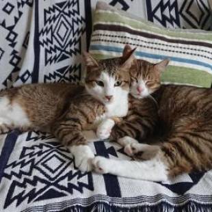 Фотографии гостевого дома
Guesthouse Gifu SUAI