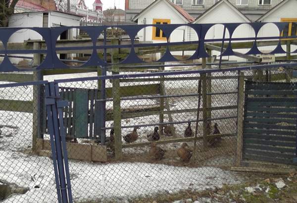 Фотография достопримечательности Мини-зоопарк