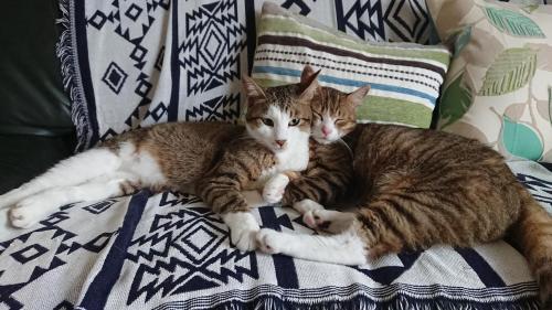 Фотография гостевого дома Guesthouse Gifu SUAI