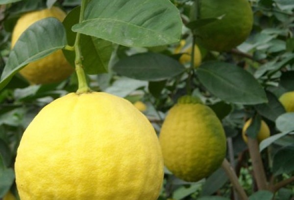 Фотография достопримечательности Ботанический сад