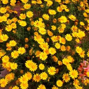 Фотографии кемпинга
Campeggio Bungalow Darwin