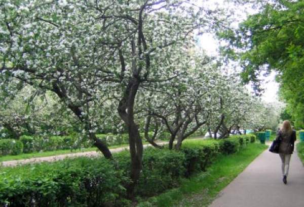 Фотография достопримечательности Яблоневая аллея