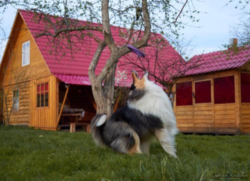 Фотография гостевого дома Гостевой дом