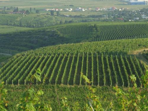 Фотография гостиницы Casa Colinelor