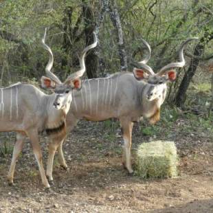 Фотографии гостевого дома
BUFFALO