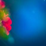 Фотография гостевого дома Dimora La Grazia