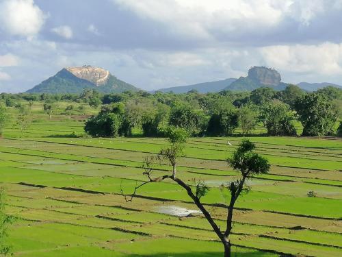 Фотография гостиницы Organic Garden Sigiriya
