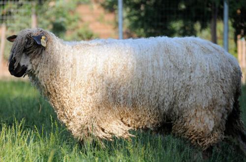 Фотография гостевого дома Wine Country Private Working Sheep Farm; Rustic Elegance