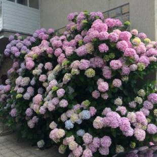 Фотографии гостевого дома
Casa Ortensia