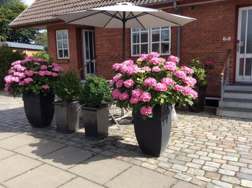 Фотография мини отеля Hannas B&B