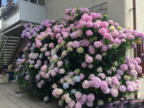 Фотография гостевого дома Casa Ortensia